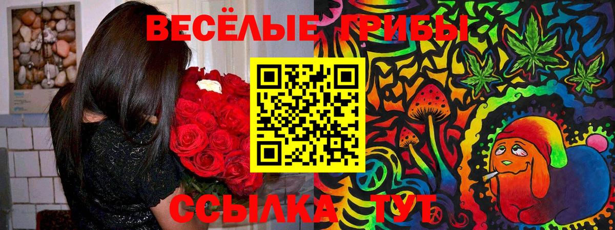 Псилоцибиновые грибы Psilocybe Зеленогорск